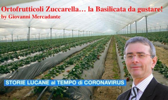 Ortofrutticoli  Zuccarella di Scanzano Jonico nella piana di Metaponto in Basilicata