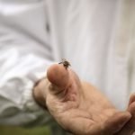 Proclamata dall'ONU la Giornata Mondiale delle api il 20 maggio