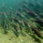 Si apre la stagione di pesca del salmone rosso... nonostante Covid-19