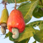 Frutta secca: fonte di folati e vitamine del gruppo B