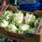 Cavolfiore Val Venosta, una eccellenza disponibile dai primi giugno