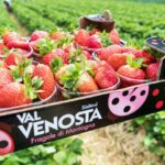 Al via la commercializzazione delle Fragole della Val Martello