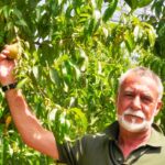 Parte la campagna delle pesche nettarine di Romagna IGP