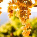 Vendemmia 2020: A Soave si punta all’equilibrio produttivo