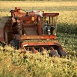 Conserve Italia, parte la campagna del mais dolce