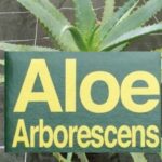Aloe Arborescens ha pricipi attivi tripli di Aloe Vera... e lo si coltiva in Italia