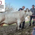 Carne Fassona on line, nasce l'e-commerce macelleriaoberto.it
