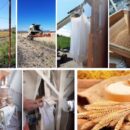 Da Le Arance Rosse alla farina e alla pasta di grani antichi siciliani