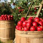 Melinda e La Trentina ottengono il riconoscimento Igp