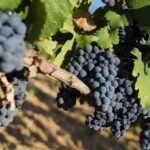 Primitivo di Manduria, stop alla crescita dei vigneti per 3 anni: ok dalla Regione Puglia