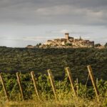 Il Vermentino, il vino che ama il mare
