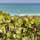 Consorzio Tutela Vini d’Abruzzo ottiene la menzione speciale al Premio Gavi La Buona Italia 2020