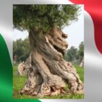 Olio EVO Italiano con Olive Italiane... EVOITALIA®: urge marchio unico a tutela degli uliveti Italiani e dei consumatori