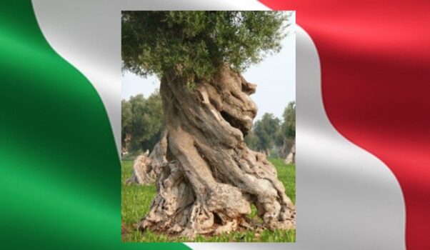 Olio EVO Italiano con Olive Italiane… EVOITALIA®: urge marchio unico a tutela degli uliveti Italiani e dei consumatori