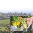 Il Pignoletto diventa DOC “Emilia Romagna”: l’accordo tra Consorzio, Regione e Ministero verso lo sprint finale per il riconoscimento della nuova denominazione