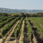 Dal 1 al 9 settembre verranno battuti online i preziosi lotti dedicati a Ornellaia 2017 “Solare”