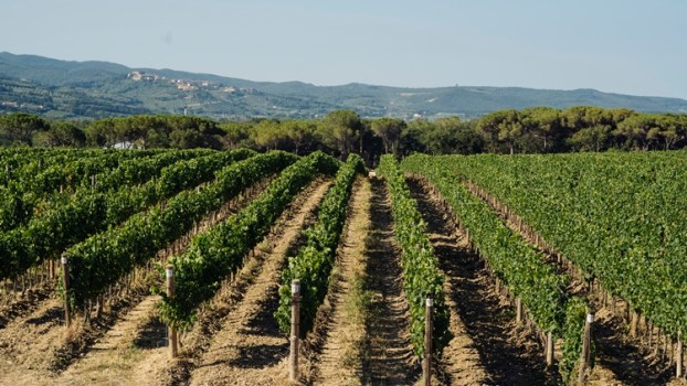 Dal 1 al 9 settembre verranno battuti online i preziosi lotti dedicati a Ornellaia 2017 “Solare”