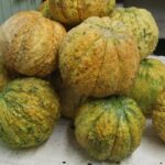 Gli Antichi meloni reggiani sono un nuovo Presidio Slow Food