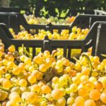 Vendemmia 2020, tanta qualità ma si selezionano i vigneti