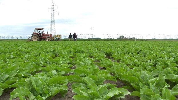Zucchero biologico 100% italiano: il punto sulla campagna 2020
