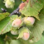 Crema spalmabile al nocciolo di “Sasse-Rami”, azienda pilota di Veneto Agricoltura