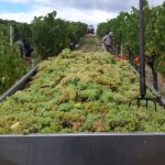 Inizia la vendemmia della Vernaccia di San Gimignano
