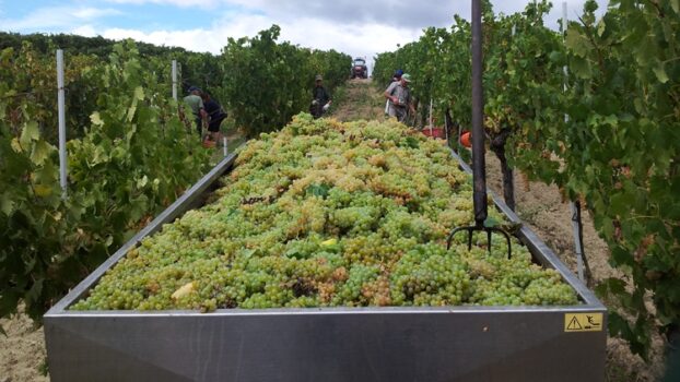 Inizia la vendemmia della Vernaccia di San Gimignano
