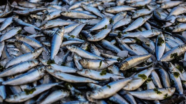 I prodotti ittici sempre più importanti per una alimentazione sana e sostenibile