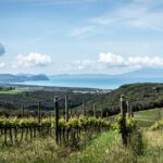 Argentiera Bolgheri Superiore DOC 2017: personalità ancestrale