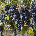 Ottima annata per il Montecucco: meno produzione, ma qualità impeccabile