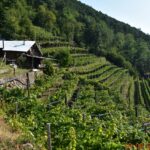 Cembra Cantina di Montagna: Vigna delle Forche, culla di una viticoltura eroica a 872 m