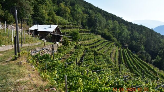 Cembra Cantina di Montagna: Vigna delle Forche, culla di una viticoltura eroica a 872 m