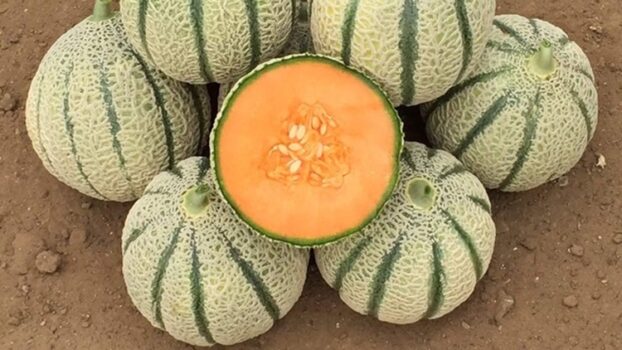 Da Rijk Zwaan una nuova varietà di melone retato