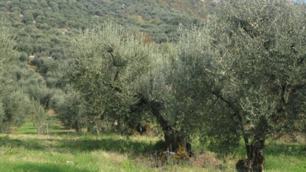Raccolta delle olive, per il Capol l’olio sarà poco ma buono