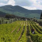 Vino: Ornellaia, 2020 annata fuori da comune