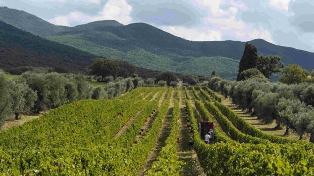 Vino: Ornellaia, 2020 annata fuori da comune