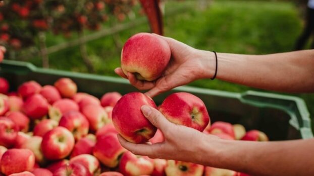 Ambrosia™: partenza brillante e richiesta sostenuta, la campagna 2020-21 si preannuncia piena di novità