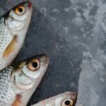 Foody Mercato Agroalimentare Milano, mercato ittico ad ottobre segnali di ripresa