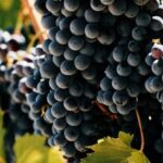 Morellino di Scansano, vendemmia 2020: volumi in calo, qualità alta