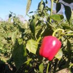 Il millesimo prodotto a salire sull’Arca del Gusto è piccante e calabrese