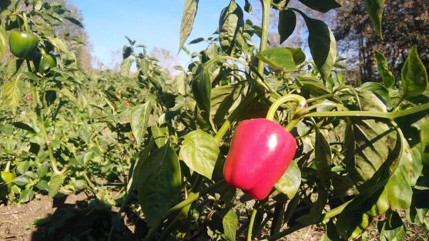 Il millesimo prodotto a salire sull’Arca del Gusto è piccante e calabrese