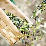 Un’ottima annata dal Frantoio di Sant’Agata d’Oneglia