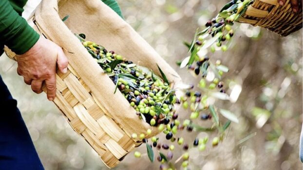 Un’ottima annata dal Frantoio di Sant’Agata d’Oneglia