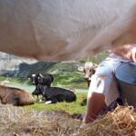 LA FILIERA IN ROSA DEL LATTE, L'ORO BIANCO DELL' ALTO ADIGE