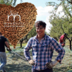 Mandorla Filippo Cea dell'azienda di Francesco Armienti a Poggiorsini (Bari) - Alta Murgia Barese