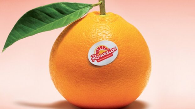 Partita la campagna commerciale di Rosaria con una buona disponibilità di Arancia Bionda