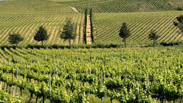 USA e Cina “nel mirino” dei Vini d’Abruzzo