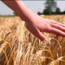 AGRICOLTURA: IN LEGGE DI BILANCIO NASCE “GRANAIO ITALIA” PER IL MONITORAGGIO DEI CEREALI