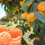 Prezzi agrumi in picchiata in Basilicata, produttori in ginocchio!