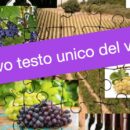 Consorzi di tutela e nuovo testo unico del vino – come dovrebbero cambiare